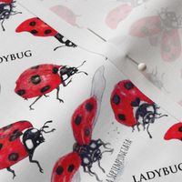 Ladybugs Examined