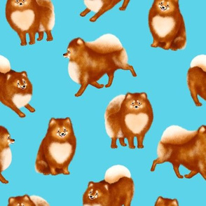 Pomeranians (Blue Background)