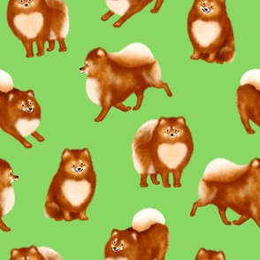 Pomeranians (Green Background)