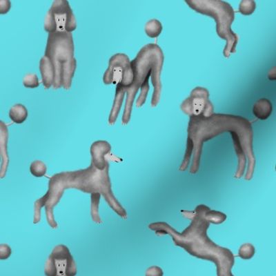 Grey Poodles on Blue Background