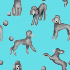 Grey Poodles on Blue Background