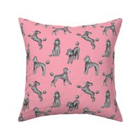 Grey Poodles on Pink Background