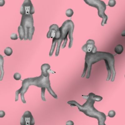 Grey Poodles on Pink Background