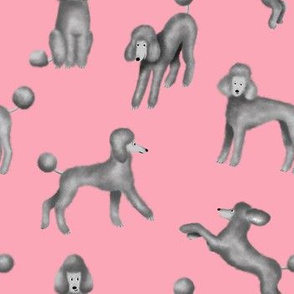 Grey Poodles on Pink Background