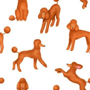Red Poodles on White Background