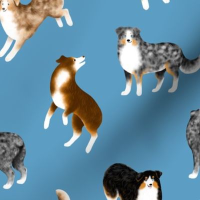 Australian Shepherds (Blue Background)