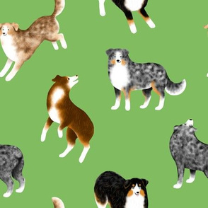 Australian Shepherds (Green Background)