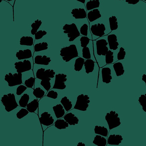 Maidenhair Ferns Black On Spartan