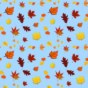 Falling Leaves of Autumn... sky blue, medium