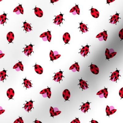 Ladybug Allover