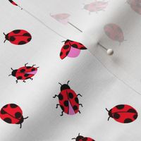 Ladybug Allover