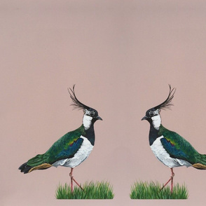 Lapwing