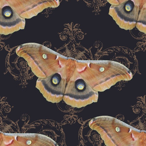 Polyphemus Moths