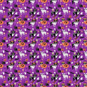 TINY - boston terrier halloween dog costume, halloween dog, dog breed, witch, pumpkin, candy, cute dog - purple