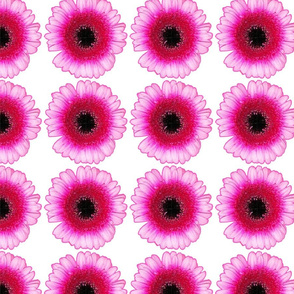 Flowers Pink with Black Center on White