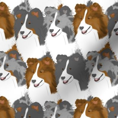 Shetland Sheepdog portrait pack