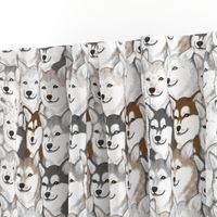 Alaskan Klee Kai portrait pack