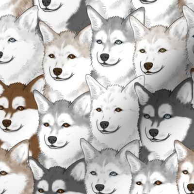 Alaskan Klee Kai portrait pack