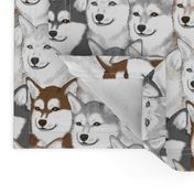 Alaskan Klee Kai portrait pack