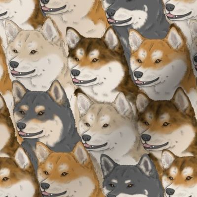 Shiba Inu portrait pack