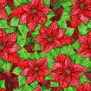 Poinsettia watercolor 3