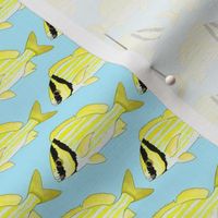 Porkfish Grunt on light blue