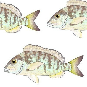 Pigfish Grunt fish