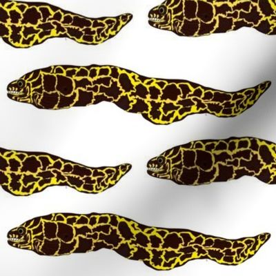 Chain Moray Eel