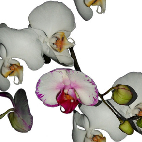 Orchid Ewe Knot ~ Medium