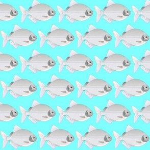 Silver Dollar Fish on cyan