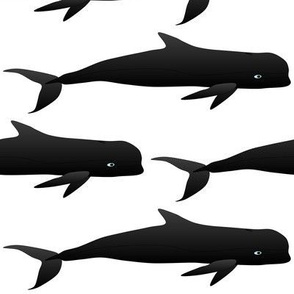 Pilot Whale