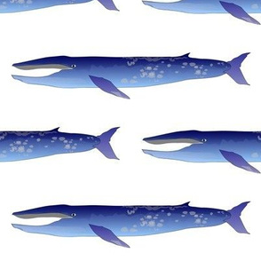 Blue Whale