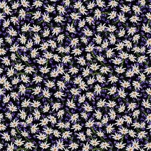 Micro Ditsy Daisies + Violets | Black