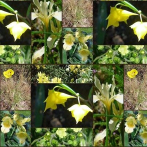 yellow spring wildflowers mosaic