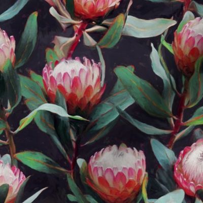 Evening Proteas - Pink on Charcoal - small print