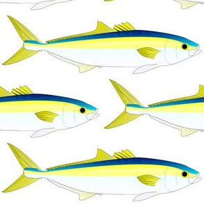 Yelllowtail Amberjack