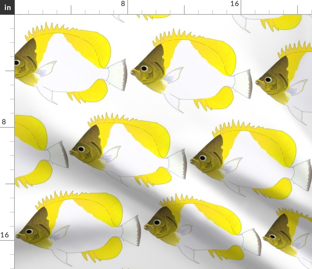 Pyramid ButterflyFish