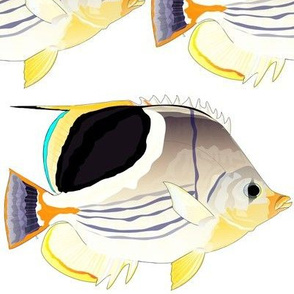 Saddleback Butterflyfish