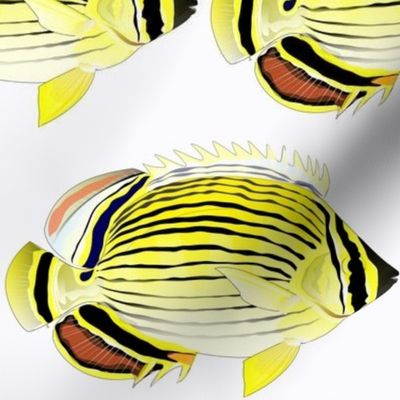 Oval Butterflyfish