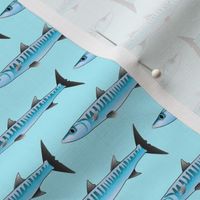 Pacific Barracuda on light blue