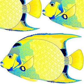 Queen Angelfish