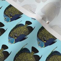 French Angelfish on blue