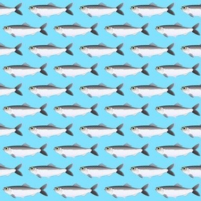 Alewife herring fish on light blue