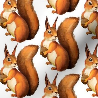 Red Squirrels