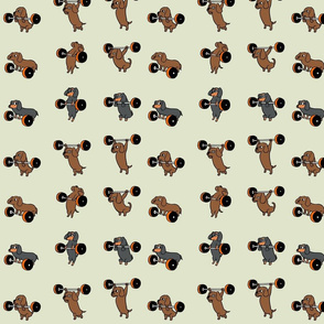 Olympic Lifting Dachshund_8x8