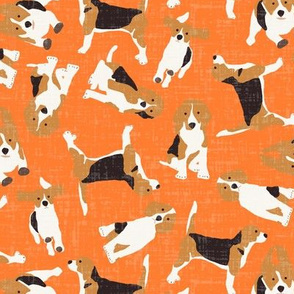 beagle scatter orange