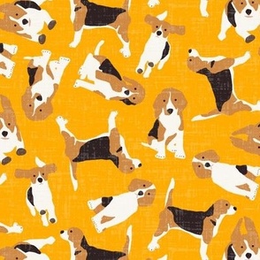 beagle scatter saffron