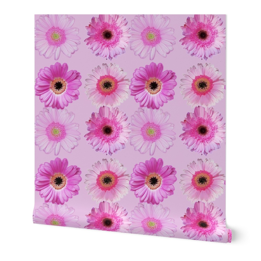 Daisies Pink on Dusty Pink
