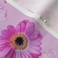 Daisies Pink on Dusty Pink