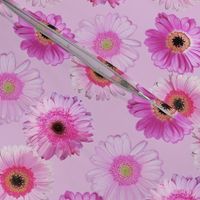 Daisies Pink on Dusty Pink